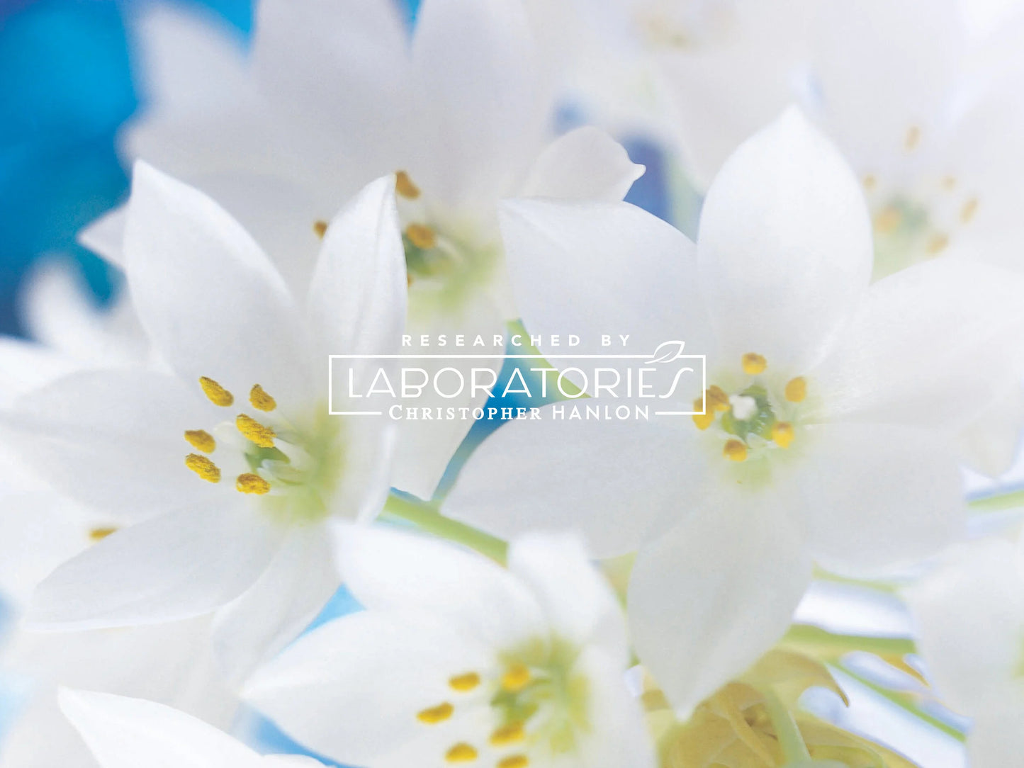 GOAT MILK, LEMON MYRTLE + LIME | HAIR + BODY LUXURY SHAMPOO